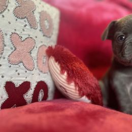 French Bulldog Puppies from Fancy Frenchies