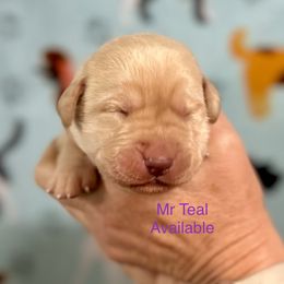 Little Buck - Yellow Labrador Retriever puppy in Sandpoint, Idaho from Allen Sunnyside AKC Labs