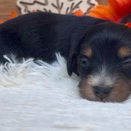 Autumn - Black and tan female Dachshund puppy in Fredricktown, Missouri from Ivy Cream Dachshunds
