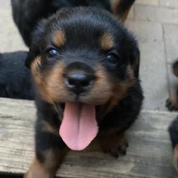 Purple Collar - breeders top pick female - Black and mahogany female Rottweiler puppy in Linthicum, Maryland from Of The Saints Rottweilers