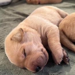 Canyon - Yellow male Labrador Retriever puppy in Rock Hill, South Carolina from North Star Retrievers