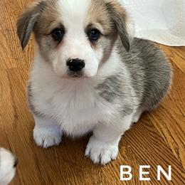 Ben - Red male Pembroke Welsh Corgi puppy in Vernal, Utah from Bingo's Kennel