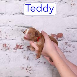 Teddy - Red male Cavapoo puppy in Calhoun, Georgia from Happy Top Doodles