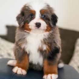 Chewie - Merle male Bernedoodle puppy in Dundee, Ohio from Down Home Doodle