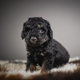 Coal - Phantom male Poodle puppy in Caldwell, Idaho from Boise Doodle Co.