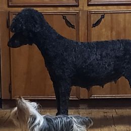 Poodles from Southern Comfort Standard Poodles
