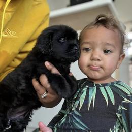 Newfoundland Puppies from Knallhart Kennels