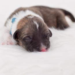 Blue Collar - Red male Pembroke Welsh Corgi puppy in Santaquin, Utah from Blacktail Mountain Corgis