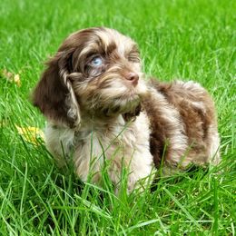 Cockapoo and Goldendoodle Puppies from Robbin's Treasures
