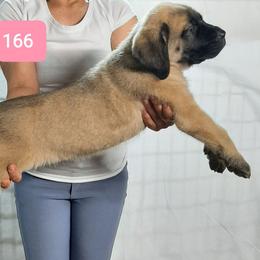 AKC PUP 166 - Fawn female Mastiff puppy in Ava, Missouri from Ozark Mountain Mastiffs