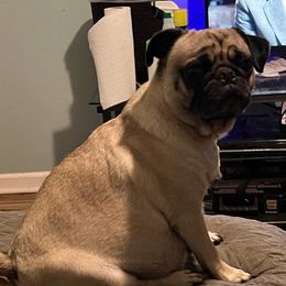 Pugs from Patten Pugs