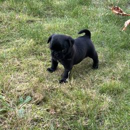 Abby - Black female Pug puppy in Gold Bar, Washington from PNW Pugs