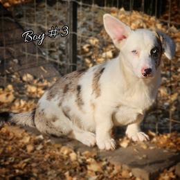 Boy 3 - Blue merle and white male Cardigan Welsh Corgi puppy in Natchitoches. La, Louisiana from Bleu Bayou Corgis