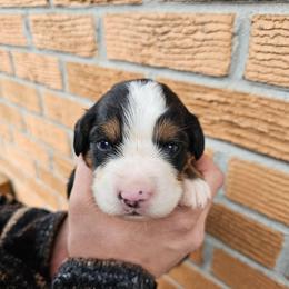 Honey - Black tan and white female Bernese Mountain Dog puppy in Inman, South Carolina from Shadow Acres