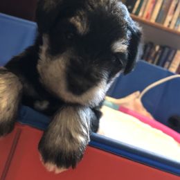 Miniature Schnauzer and Poodle Puppies from Bits & Bytes Farm