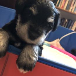 Miniature Schnauzer and Poodle Puppies from Bits & Bytes Farm