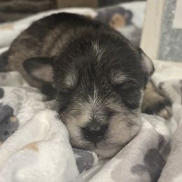 Miniature Schnauzers from The Bearded Lady Miniature Schnauzers