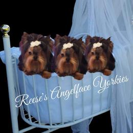 Yorkshire Terrier All Grown Up from Reese's Angelface Yorkies