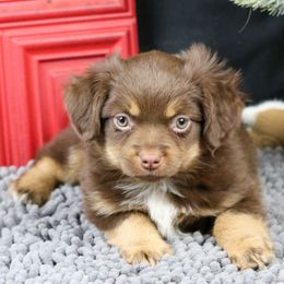Suzy - Red tri female Miniature Australian Shepherd puppy in Granbury, Texas from Texas Miniature Aussies