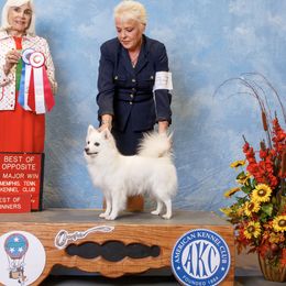 Kate - American Eskimo Dog