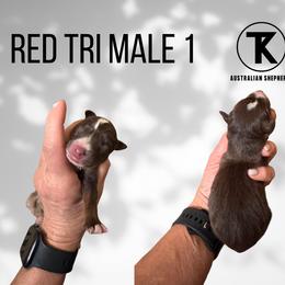 RTM1 - Red tri male Miniature Australian Shepherd puppy in Nacogdoches, Texas from TK Standard, Mini, & Toy Aussies