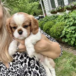 Cavalier King Charles Spaniel Puppies from Cane Creek Cavaliers