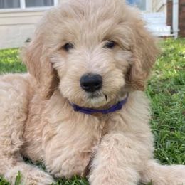 Goldendoodles from Baby-Blu Doodles