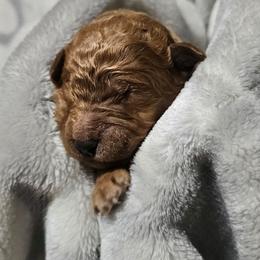 SPRINKLES - Apricot female Goldendoodle puppy in Harris County, Texas from Cute & Curly Doodles