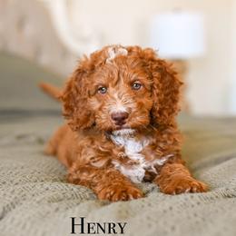 Goldendoodle puppies from Sun Valley Goldendoodles