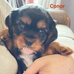 Cavalier King Charles Spaniel Puppies from Zodiac KKCavaliers