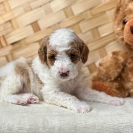 Reef - Blenheim male Cavapoo puppy in Orrstown, Pennsylvania from Pawfect Fur Friends