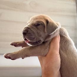 Serafina - Lilac Fawn - Chocolate female Great Dane puppy in Morton, Illinois from That Gurl K9s