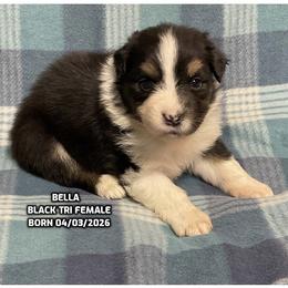 Bella - Black tri-color female Australian Shepherd puppy in Bethany, Connecticut from Wynter Thyme Manor Australian shepherds