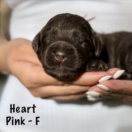Heart - Chocolate female Australian Labradoodle puppy in Morgan Hill, California from Loving Labradoodles