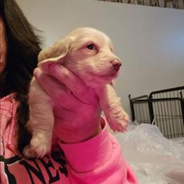 1 - Cream female Dachshund puppy in Lansing, Michigan from Black Thunder 517 Dachshunds and frenchies