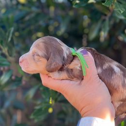 ENOKI - Dapple male Dachshund puppy in Oakley, California from Delta Dachshunds