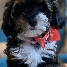 Goldendoodle and Havapoo Puppies from Lady Paws Puppies
