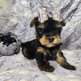 Yorkshire Terrier Puppies from Hetzel’s Enchanted Yorkies (Michigan)