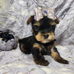 Yorkshire Terrier Puppies from Hetzel’s Enchanted Yorkies (Michigan)