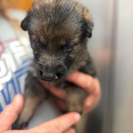 A1-3 Sable Girl - Miss Hot Pink - Sable female German Shepherd puppy in Lincoln, California from Valor-K9s