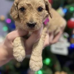 Snowball - Pink Collar - Cream female Goldendoodle puppy in Howard City, Michigan from Doodles and Chaos