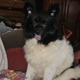 Hunnibunnies pho - Black parti male Pomeranian puppy in Cleveland, Ohio from Hunnibunnies