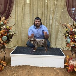 Aussiedoodles, Cavapoos, Goldendoodles, Miniature Australian Shepherds, and Poodles from Copper Lane Aussies, Doodles & Cavapoos