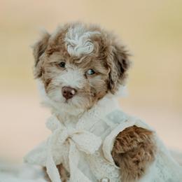 Bernedoodles, Cavapoos, and Sheepadoodles from Arizona Desert Doodles