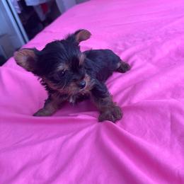 Macho - Blue and gold male Yorkshire Terrier puppy in Los Angeles, California from Munoz yorkies