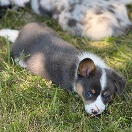 Ira - Bluie Tri - Black and tan male American Corgi puppy in Anderson, California from Flying K Corgis