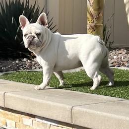 Coco - French Bulldog