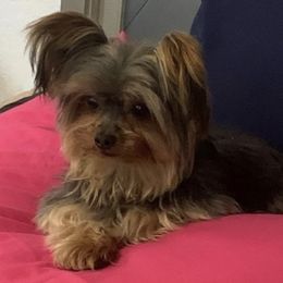 Yorkshire Terrier Puppies from Joy Riley's Yorkies