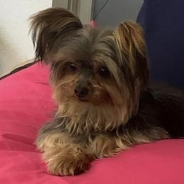 Yorkshire Terrier Puppies from Joy Riley's Yorkies