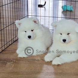 Blue Boy - White male Samoyed puppy in St. Louis, Missouri from SnoDen Samoyeds